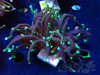 WYSIWYG Euphyllia glabrescens (Mariculture acclimated under LED) 8I2