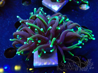 WYSIWYG Euphyllia glabrescens (Maricoltura acclimatata sotto LED) 8I3