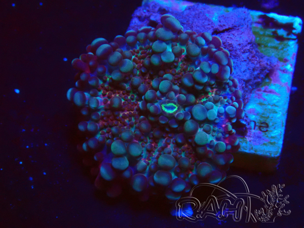 WYSIWYG - Ricordea yuma 13A6