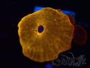 WYSIWYG - RAH Discosoma 24K Gold