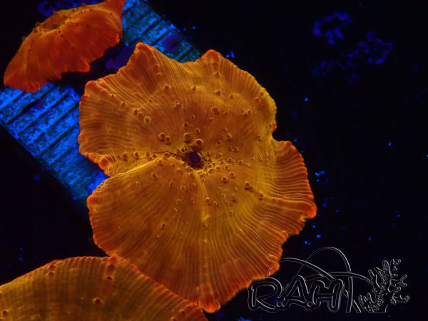 WYSIWYG - RAH Discosoma 24K Gold 13F2