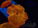 WYSIWYG - RAH Discosoma 24K Gold