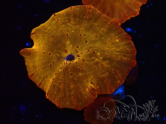 WYSIWYG - RAH Discosoma 24K Gold