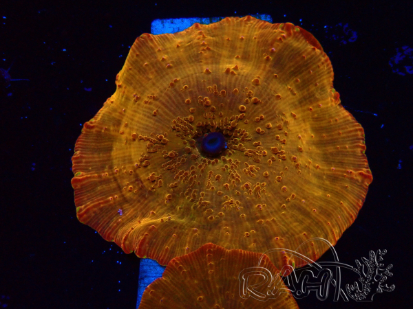WYSIWYG - RAH Discosoma 24K Gold
