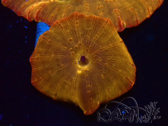 WYSIWYG - RAH Discosoma 24K Gold 13F5
