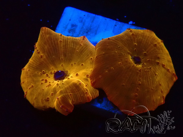 WYSIWYG - RAH Discosoma 24K Gold