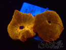 WYSIWYG - RAH Discosoma 24K Gold