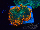 WYSIWYG - Rhodactis 13G3