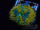 WYSIWYG - Ricordea florida