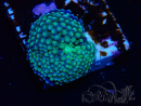 WYSIWYG - Ricordea florida
