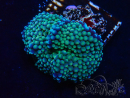 WYSIWYG - Ricordea florida 13D6