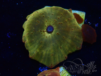 WYSIWYG - RAH Discosoma 24K Gold