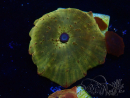 WYSIWYG - RAH Discosoma 24K Gold 13F1