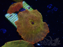 WYSIWYG - RAH Discosoma 24K Gold