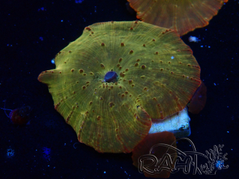 WYSIWYG - RAH Discosoma 24K Gold