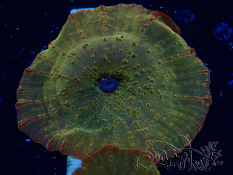 WYSIWYG - RAH Discosoma 24K Gold