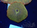 WYSIWYG - RAH Discosoma 24K Gold