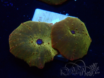 WYSIWYG - RAH Discosoma 24K Gold