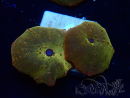 WYSIWYG - RAH Discosoma 24K Gold