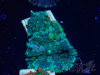 WYSIWYG - Rhodactis 13G2