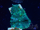WYSIWYG - Rhodactis 13G2
