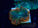 WYSIWYG - Rhodactis 13G3