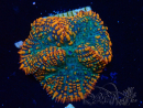 WYSIWYG - Rhodactis 13G5