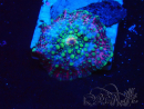 WYSIWYG - Discosoma 13K2