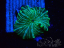 WYSIWYG - Discosoma 13K5
