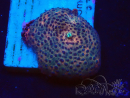 WYSIWYG - Discosoma
