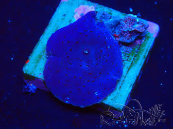 WYSIWYG - Rhodactis 13M2