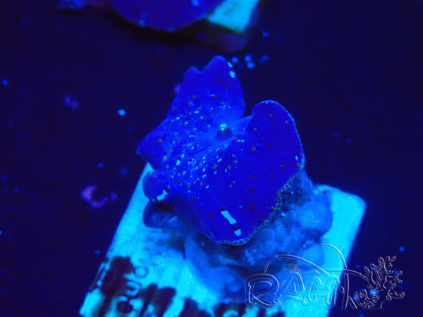 WYSIWYG - Rhodactis 13M3