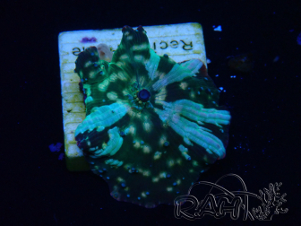 WYSIWYG - Discosoma 13K1