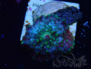 WYSIWYG - Discosoma 13K2