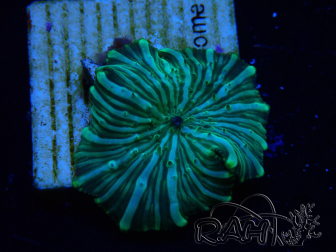 WYSIWYG - Discosoma 13K5