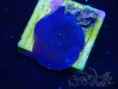 WYSIWYG - Rhodactis 13M2