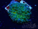 WYSIWYG - Discosoma