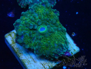 WYSIWYG - Discosoma