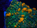 WYSIWYG - Discosoma 13P5