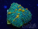 WYSIWYG - Rhodactis indosinensis