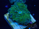 WYSIWYG - Ricordea yuma 13O2