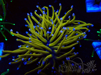 WYSIWYG Euphyllia glabrescens (Mariculture acclimated under LED) 8H4