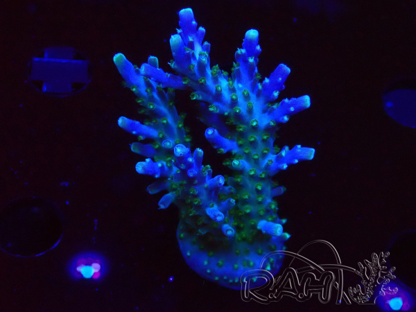 WYSIWYG RAH Acropora Blue Lagoon