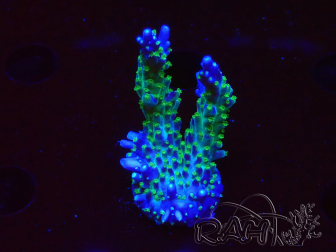 WYSIWYG RAH Acropora Blue Lagoon 5E4