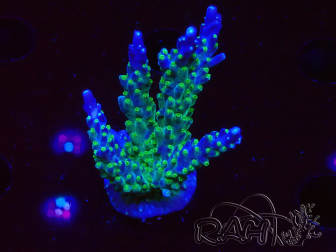 WYSIWYG RAH Acropora Blue Lagoon