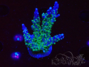 WYSIWYG RAH Acropora Blue Lagoon