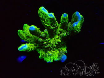 WYSIWYG - CB Incredible Hulk Montipora GRAFTED