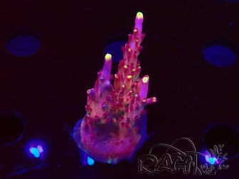 WYSIWYG JF Acropora Fox Flame
