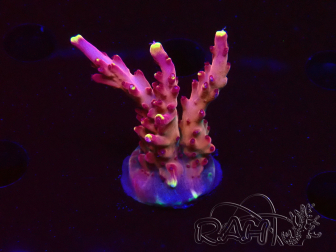 WYSIWYG JF Acropora Fox Flame 5O2