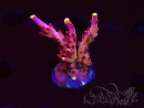 WYSIWYG JF Acropora Fox Flame